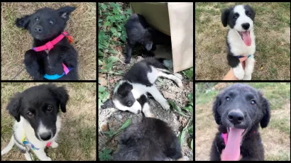 U sredini je fotografija napu&scaron;tenih i iznemoglih psića koji danas, &scaron;est dana nakon &scaron;to su bačeni, izgledaju sretno i zahvalno/Foto: Facebook