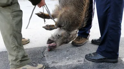 Divlju svinju uhvaćenu u zamki ustrijelio je i zbrinuo lovac/Foto: Robert Fajt/CROPIX (Ilustracija)