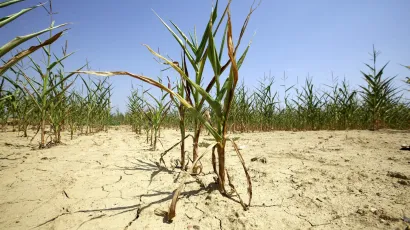 Župan Maru&scaron;ić proglasio je prirodnu nepogodu zbog su&scaron;e/Foto: Vlado Kos/Cropix (Ilustracija)