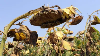 Iz Grada Bjelovara pozivaju poljoprivrednike da na vrijeme prijave &scaron;tete od su&scaron;e/Foto: Emica Elvedji/CROPIX (Ilustracija)