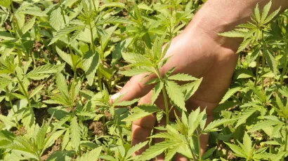 Industrijska konoplja/Foto: Mario Todoric/CROPIX (ilustracija)