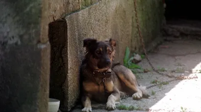 Foto: Mehkek Goran, Cropix