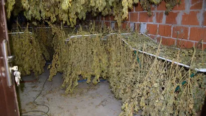 Policija je zaplijenila marihuanu koja je bila u fazi su&scaron;enja/Foto: PU Bjelovarsko-bilogorska