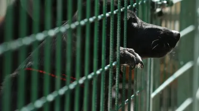 Vlasnik psa zaradio je prijavu/ Foto: Duje Klaric/CROPIX (ilustracija)