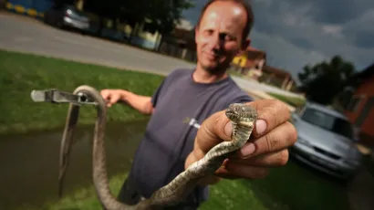 Darko Karamazan s ulovljenom zmijom Ribaricom/Foto: Danijel Soldo/CROPIX