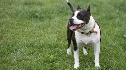 <br>Foto: Ranko Suvar/CROPIX (Ilustracija)<br><br>