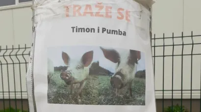 Oglas putem kojeg se traže izgubljeni Timon i Pumba/Foto: Čitatelj