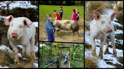 Nada jo&scaron; postoji, pomozimo da se svinjice vrate kući/Foto: Grgin Konak