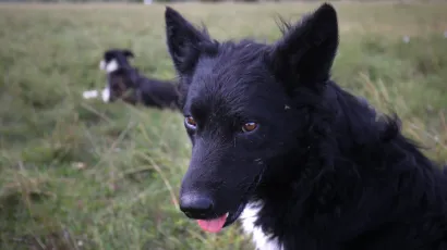 Na području Đulovca pas ugrizao 14-godi&scaron;nje dijete nakon čega su se susjedi posvađali/Foto: Duje Klaric/CROPIX (Ilustracija)