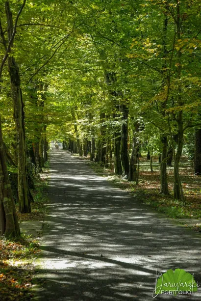 Grabova aleja/Foto: Predrag Uskoković/Daruvarski portfolio