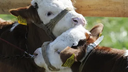 <br>Sve se dogodilo u nedjelju kasno navečer/Foto: Damir Krajac/CROPIX (Ilustracija)