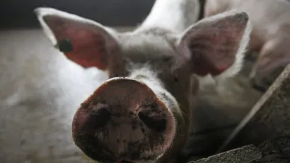 Foto: Goran Mehkek/CROPIX (ilustracija=<br>