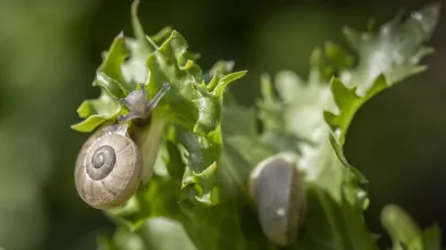 Puž na listu salate/Foto: Božidar Vukičević/CROPIX 