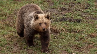 Foto: Robert Fajt/CROPIX (ilustracija)