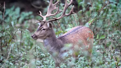 Na području pože&scaron;ko-slavonske županije vozači su vi&scaron;e od 200 puta naletjeli na neku divljač na cesti/Foto: Srđan Vrancic/CROPIX<br>