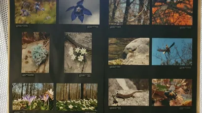 Bit je pokazati kako &scaron;uma izgleda u oku zaposlenika /Foto: Grad Daruvar
