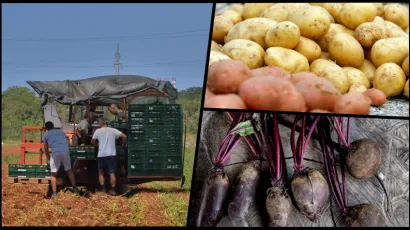 Sve im je pokradeno/Foto: Dusko Marusic/CROPIX, Berislava Picek/ CROPIX, Zeljko Hajdinjak/Cropix