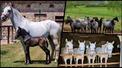 Foto: Državna Ergela Lipik