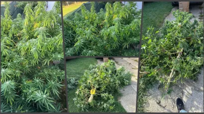 Policija je prona&scaron;la preko tri kilograma marihuane/ Foto: PU bjelovarsko-bilogorska