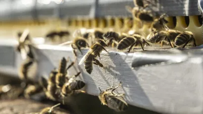 FOTO: Bozidar Vukičević/CROPIX (ilustracija)<br>