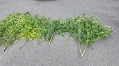 Sva pronađena marihuana je oduzeta/ Foto: PU bjelovarsko-bilogorska