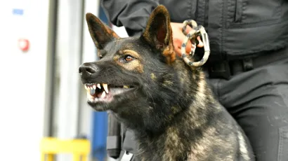 <br>pas je bio bez nadzora/Foto: Srdjan Vrancic/CROPIX (Ilustracija)