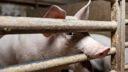 Foto: Matija Djanjesic/CROPIX