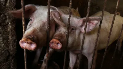 <br>Foto: Duje Klaric/CROPIX