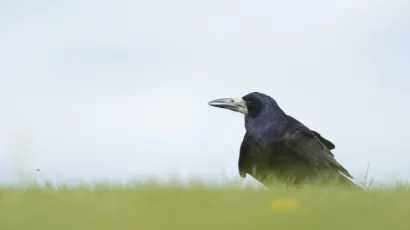 Gačac (Corvus frugilegus,) je Ptica godine 2024/Foto: Udruga BIOM/Ben Andrew