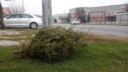 Na području Grada Bjelovara odvoz božićnih drvaca posebnim vozilima biti će u periodu od 7. do 13. siječnja/Foto: Deni Marčinković