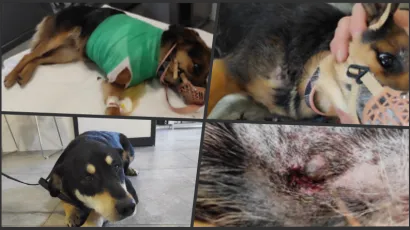 Foto: Azil &Scaron;apa