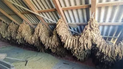 Na tavanu je bilo 109 kila duhana u lsitovima/ Foto: Carinska uprava Ministarstva financija