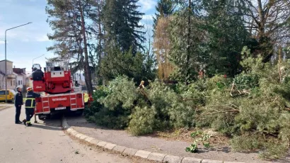 Ru&scaron;enje stabala u Strossmayerovoj/ Foto:MojPortal