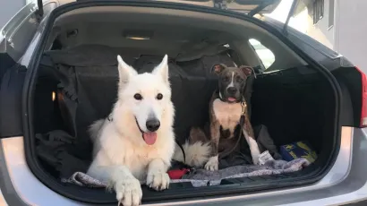 Nužnost trajne sterilizacije je vi&scaron;e nego očita, posebno stoga &scaron;to su psi i mačke visoko<br>reproduktivne vrste i njihov se broj može udeseterostručiti u nekoliko godina/Foto:Tomislav Karaula