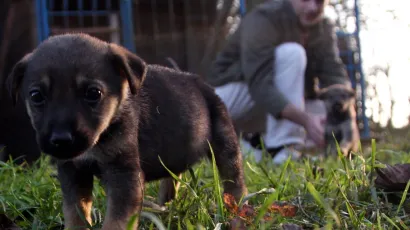 Foto: Mario Pu&scaron;ić/CROPIX (ilustracija)