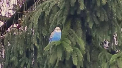 Plava papiga uočena je u dvori&scaron;tu O&Scaron; Dežanovac/ Foto: O&Scaron; Dežanovac