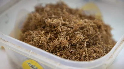 Rezani duhan/Foto: Bozidar Vukičević/CROPIX (ilustracija)<br>