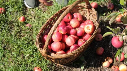 Foto: Vlado Kos/CROPIX (ilustracija)