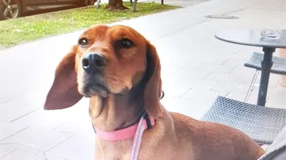 Foto: PU požeško-slavonska