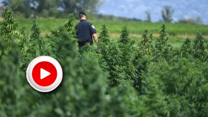 Zadar, 250821.Na plantazi industrijske konoplje 58-godisnjeg vlasnika u Smilcicu pronadjeno je preko sedam tisuca (7 728) stabljika konoplje cije lisce i cvjetni vrhovi znatno premasuju kolicinu tetrahidrokanabiola (THC) dozvoljenu za industrijsku konoplju.Foto: Jure Miskovic/CROPIX