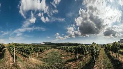 Vinograd Daruvarske vinarije/Foto: Danijel Soldo/CROPIX