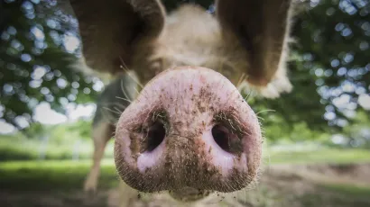 Foto: Neja Markičević/CROPIX (ilustracija)