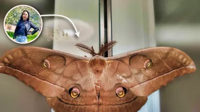 Veronika Jovanović snimila je divovskog japanskg sviloprelca/Foto: Privatni album