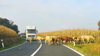 Foto: Danica.hr, Facebook