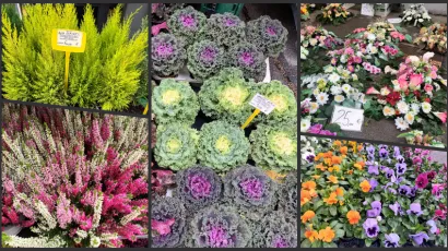 Foto: Gradska tržnica Daruvar