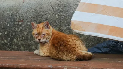 Foto: Goran Sebelic/CROPIX (Ilustracija)