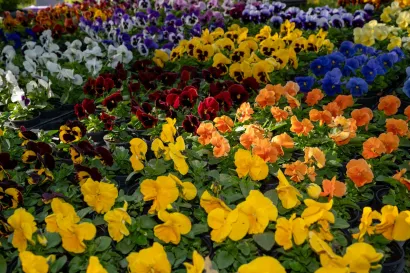 Foto: Predrag Uskoković/Grad Daruvar