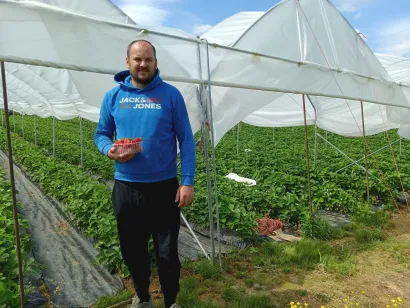 Od polja do kupaca jagode stižu za svega sat vremena/Foto: Slavica Trgovac Martan