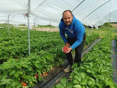 Berba na imanju počinje već u 6 sati ujutro/Foto: Slavica Trgovac Martan