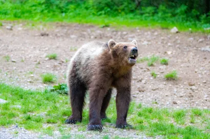 Foto: Štefan Brajković